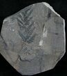 Fossil Climber Vine Mariopteris Sauveuri #4886-1